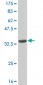 CNR2 Antibody (monoclonal) (M01)